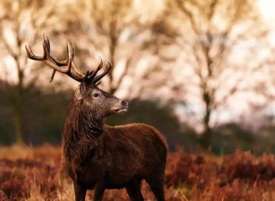 篦和蓖的区别-开云在线登陆