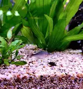 ana斑点型-开云在线登陆